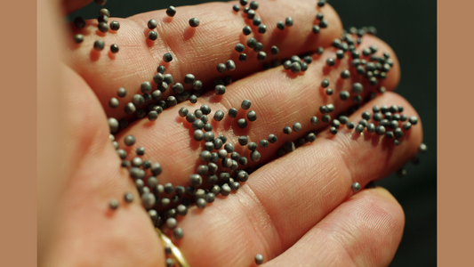Close-up of polystyrene resin pellets in a worker’s palm, bead-like granules representing PS feedstock for molded model-kit parts.